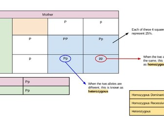 Punnet Square- Image description