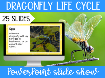 Dragonfly Life Cycle PowerPoint Slide Show KS2