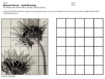 Cover lesson- Natural Forms Grid Drawing