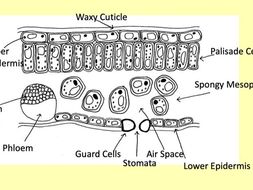 KS4 biology Plants and Photosynthesis | Teaching Resources