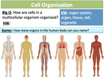 KS3 Cells & Organisation 9 Cell Organisation