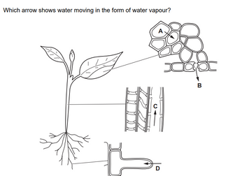 IGCSE Plant nutrition