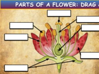 Parts Of A Flower: Drag & Drop Worksheet: Google Slides. Powerpoint.