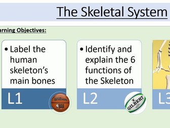 AQA GCSE PE -  Bones and Functions of the Skeleton