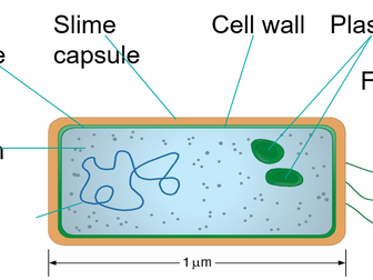 Cells AQA bundle