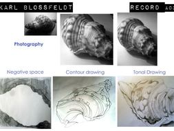 Record - observational drawing and photography based on the work of Karl Blossfeldt.