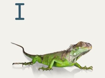 A-Z alphabet frieze for display