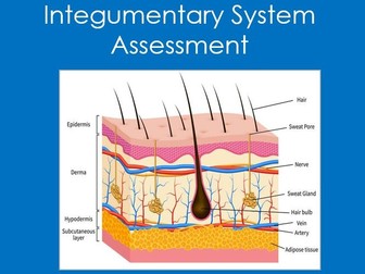 Integumentary System Assessment (Anatomy and Physiology, Science, Quiz)