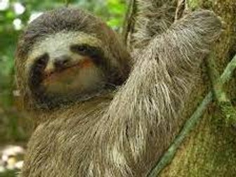 Sly Sloth Year 1 Talk for Write Original Unit