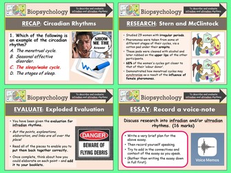 Ultradian rhythm productivity picture