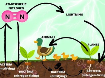 Nitrogen cycle