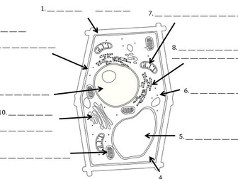 Plant Cell Labelling and Colouring