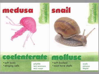 Animal Classification Posters - Invertebrates