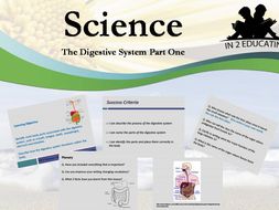 KS2 How the digestive system works | Teaching Resources
