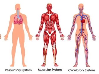 Organisation (AQA Biology)