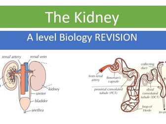 The Kidney and Osmoregulation Lesson/ Revision