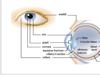 Human Eye and the Colorful World Physics