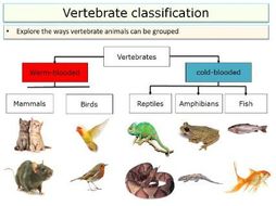 classification vertebrates animals ks2 living things ks3 science grouping