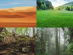 Grade 4/Habitats, Ecosystems and Communities