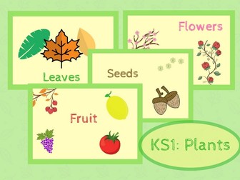 KS1 Science: Plants. Classroom Display