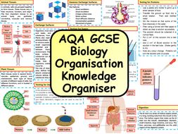 KS4 AQA GCSE Biology (Science) Biological Organisation Revision ...