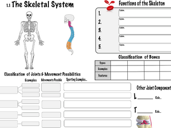 Skeletal System GCSE PE (Edexcel) Revision Sheet