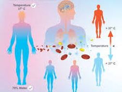 Grade 1-3 Homeostasis worksheets | Teaching Resources