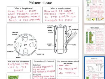 Biology Edexcel Alevel (SNAB) Topic 4 - Biodiversity - revision sheet templates + complete
