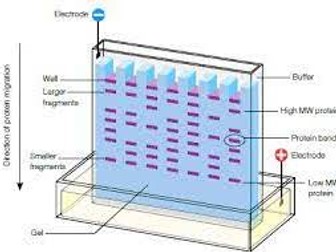 BTEC - Electrophoresis