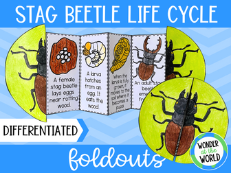 Life cycle of a stag beetle foldable activity