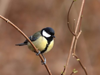 30 Photos Of Park Birds