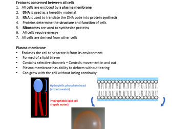 Comparison of prokaryotic and eukaryotic cells