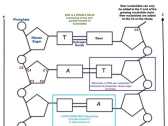 A1.2 DNA Structure RETRIEVAL PRACTICE
