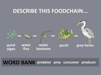 Food Chains, Predators & Prey