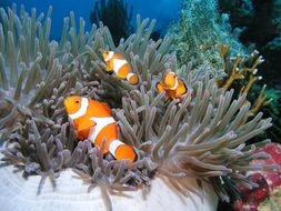 Ecosystem Communities and Symbiosis