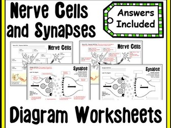 Nerve Cells (Neurones) and Synapses Diagram Worksheets