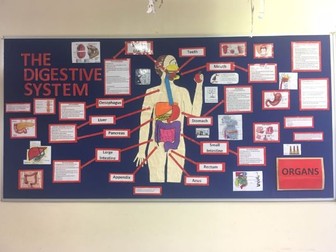 Human Digestive system  Interactive Classroom Display