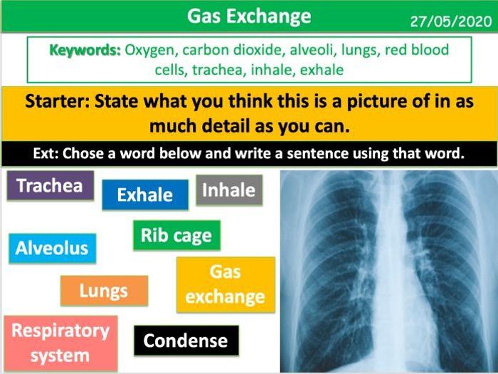 Structure And Function Of Body Systems (Activate KS3) | Teaching Resources