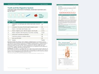 Teeth and Digestive System Y4 Science Worksheets