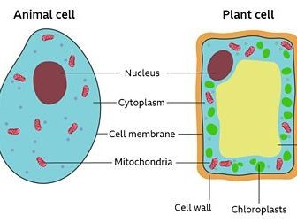 KS3 Organisms : Cells : Lesson 1 : Animal and Plant Cells