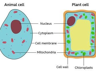 Year 7 Organisms Cells | Teaching Resources