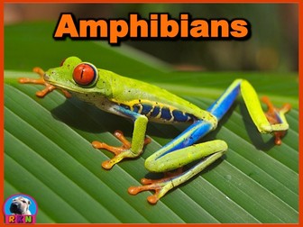 Amphibians - PowerPoint & Activities