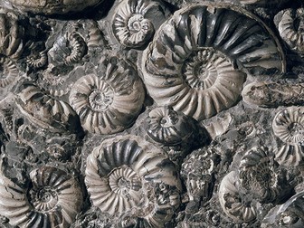 Fossils, Year 6 evolution science PPT