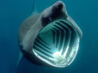 Higher Scottish TA - Basking Shark