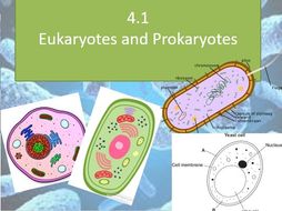 GCSE Biology 4.1 Eukaryotes and Prokaryotes Lessons | Teaching Resources
