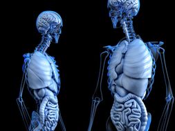 IGCSE PE (spec 2018) Skeletal System
