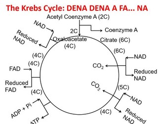 Aerobic respiration: Link Reaction and Krebs Cycle