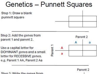 Punnett Squared Scaffolded worksheet