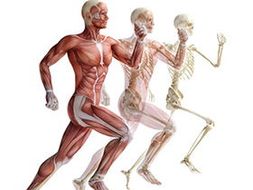 OCR A Level 2016 - Skeletal And Muscular System.