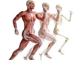 OCR A Level 2016 - Skeletal And Muscular System.